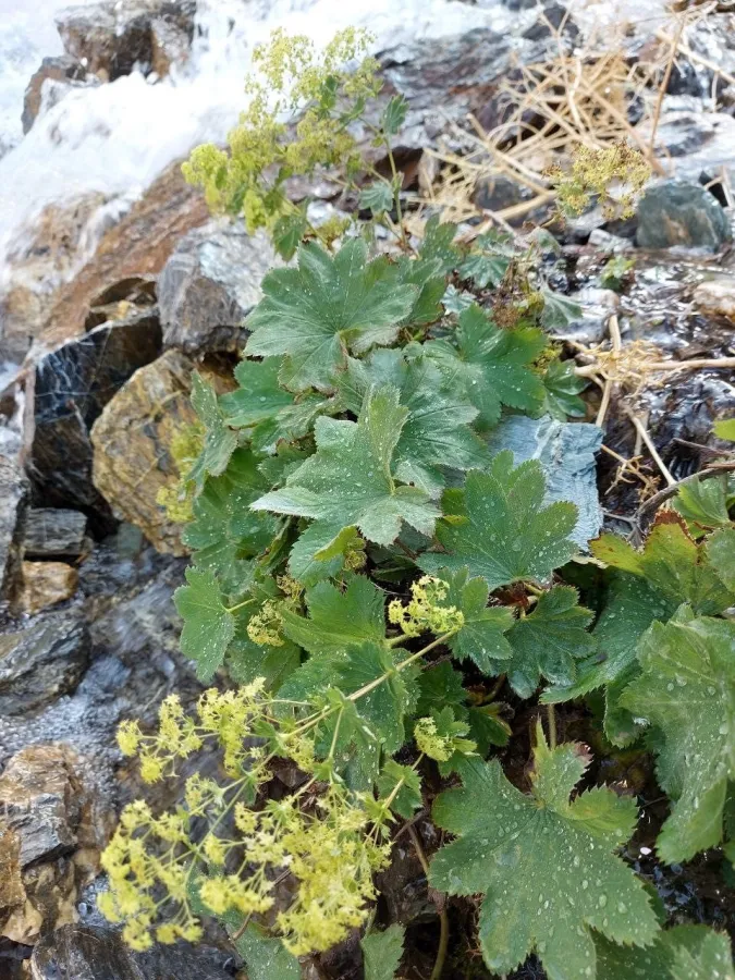 Alchemilla persica