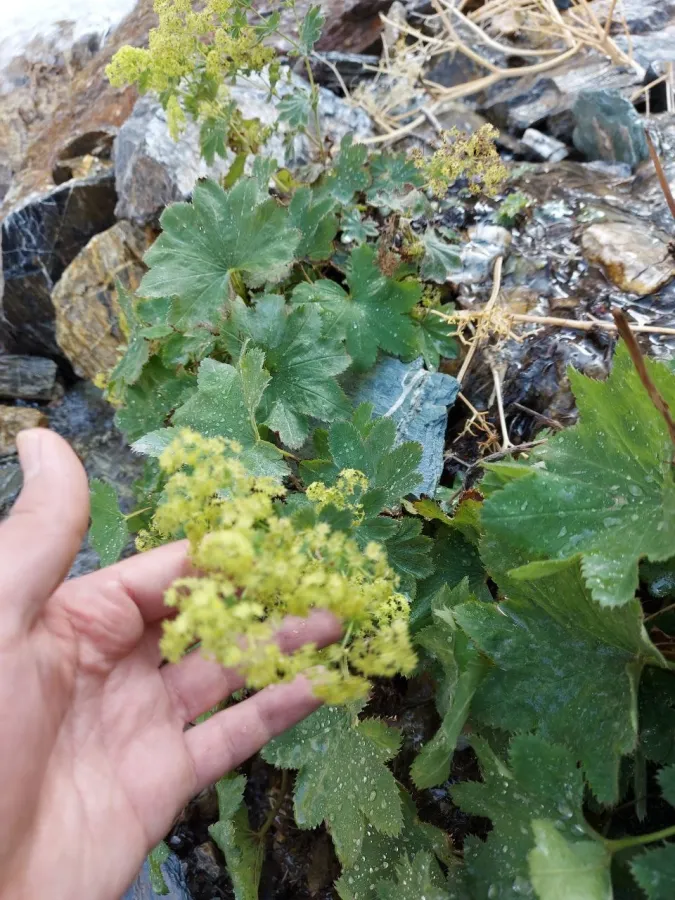 Alchemilla persica