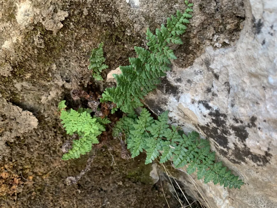 Aleuritopteris acrostica