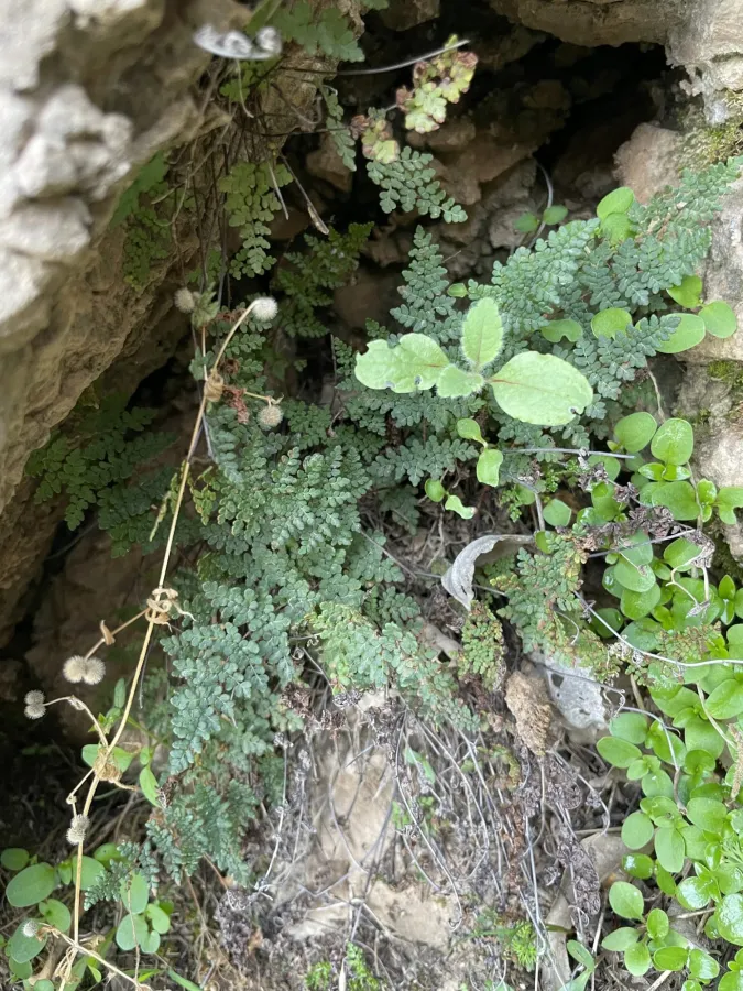 Aleuritopteris acrostica