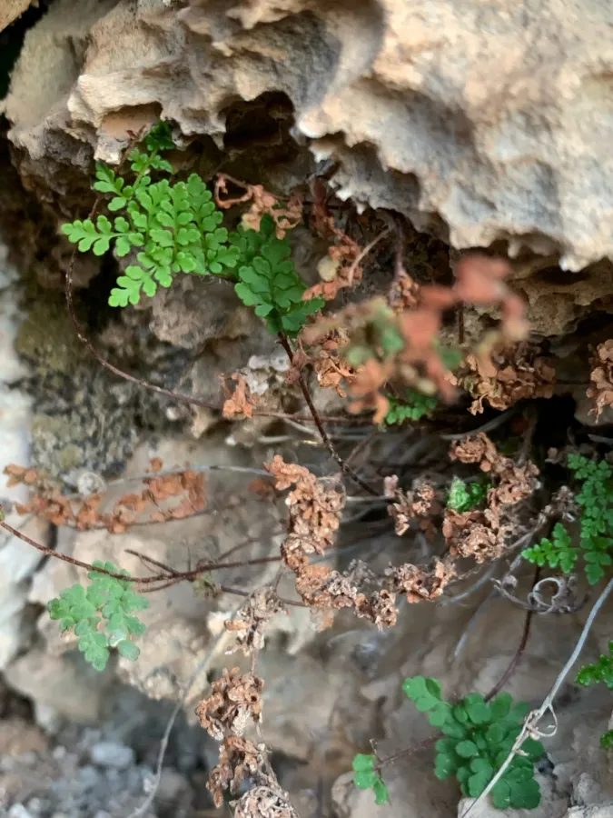 Aleuritopteris acrostica