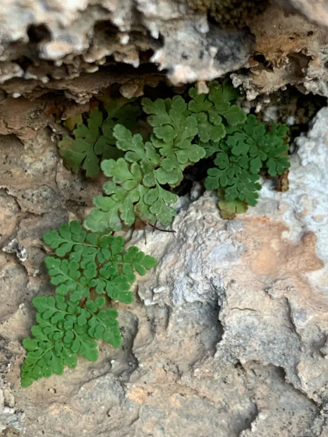 Aleuritopteris acrostica