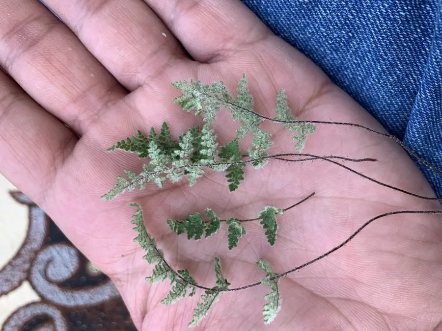 Aleuritopteris persica