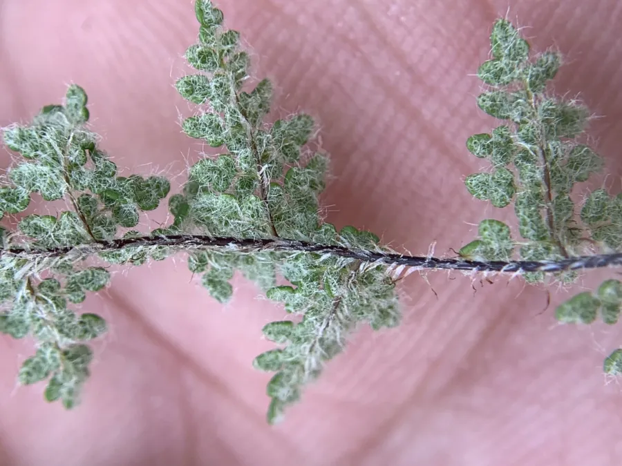 Aleuritopteris persica