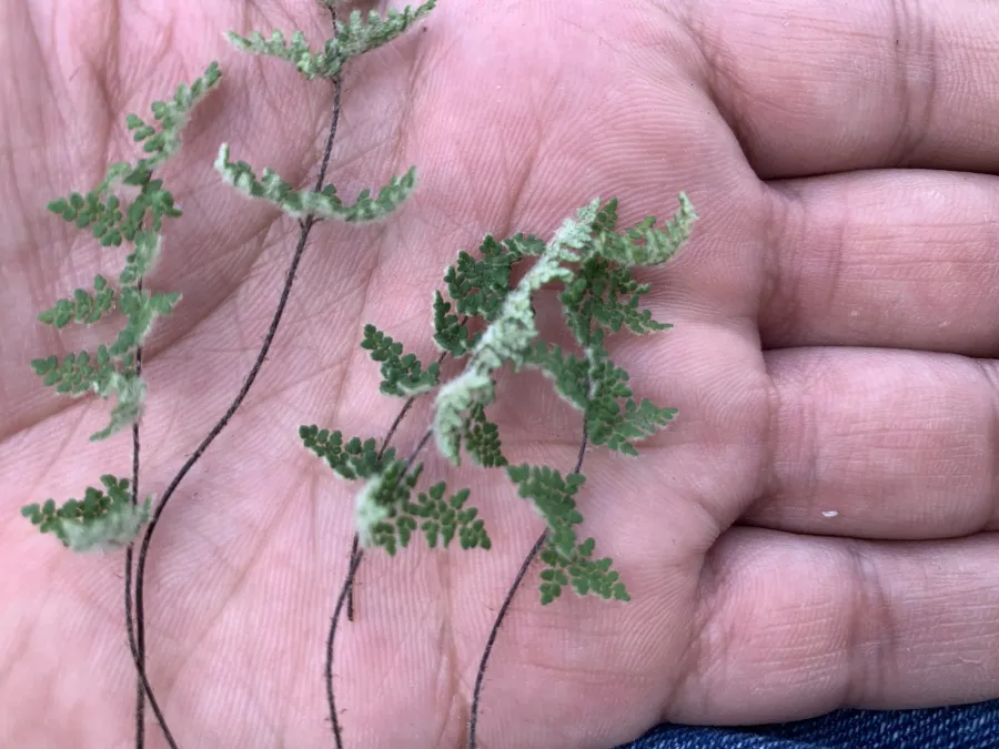Aleuritopteris persica