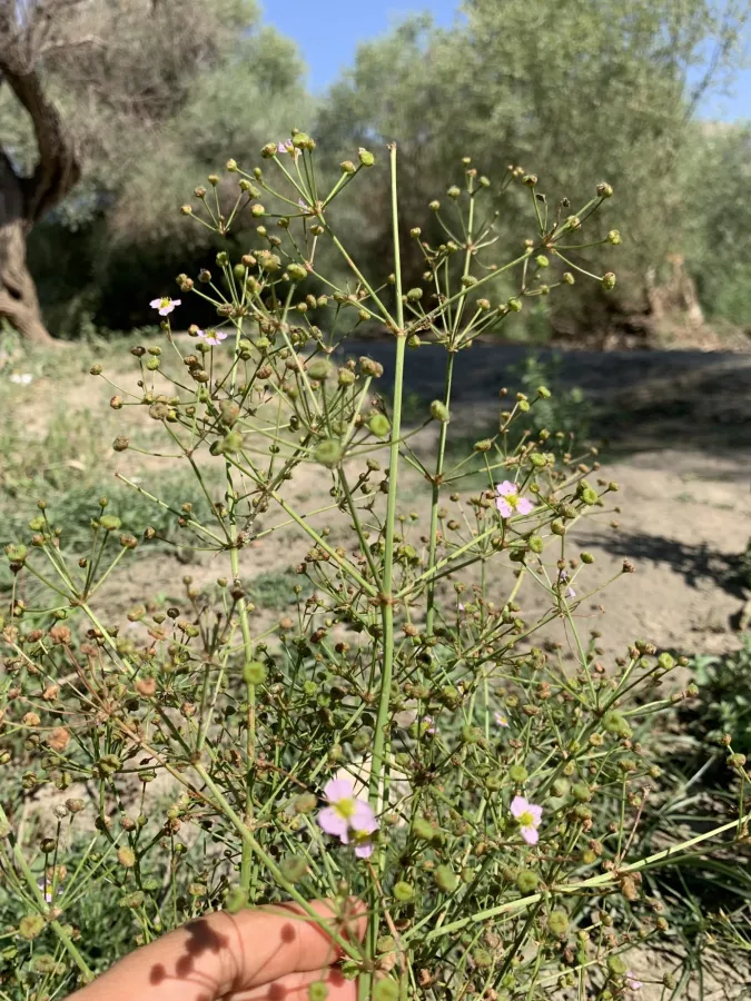 Alisma lanceolatum