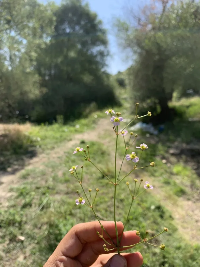 Alisma lanceolatum