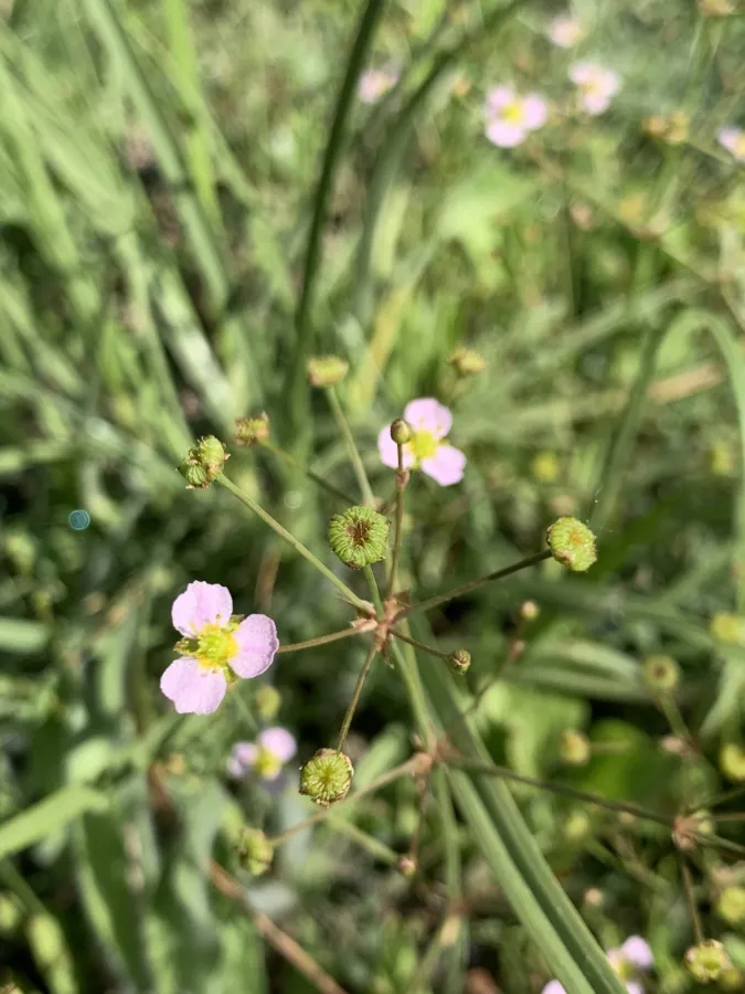 Alisma lanceolatum