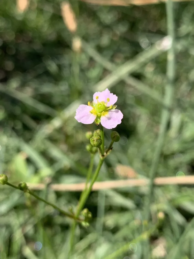 Alisma lanceolatum