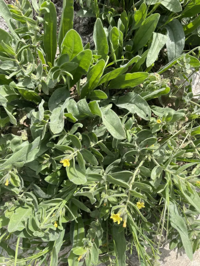 Alkanna bracteosa