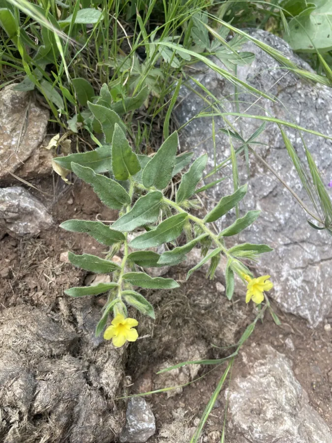 Alkanna bracteosa
