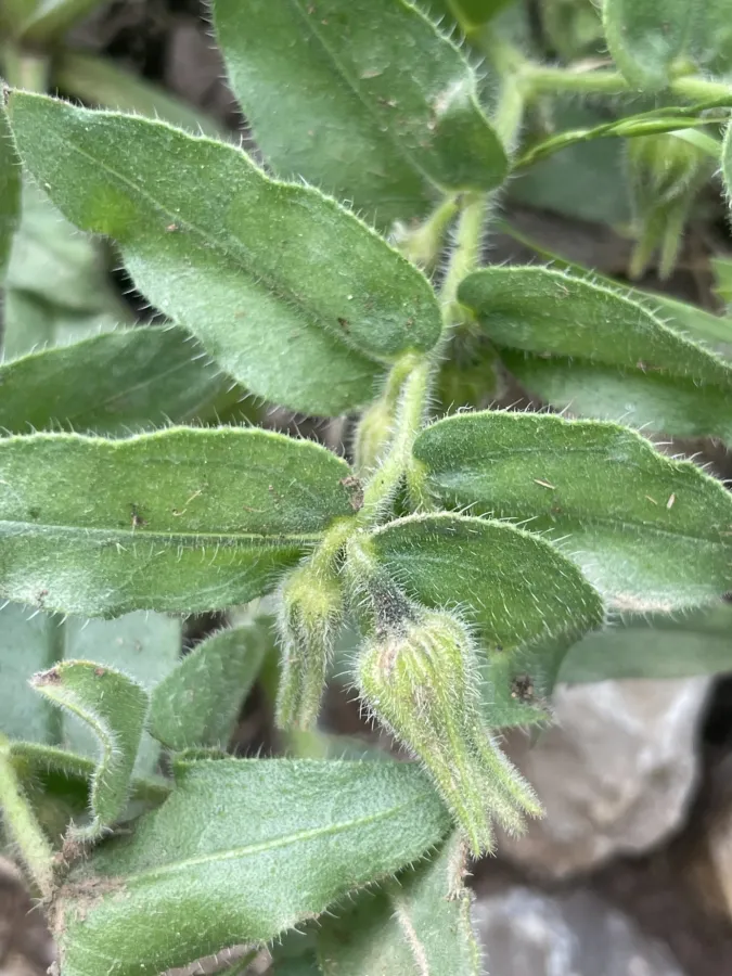 Alkanna bracteosa
