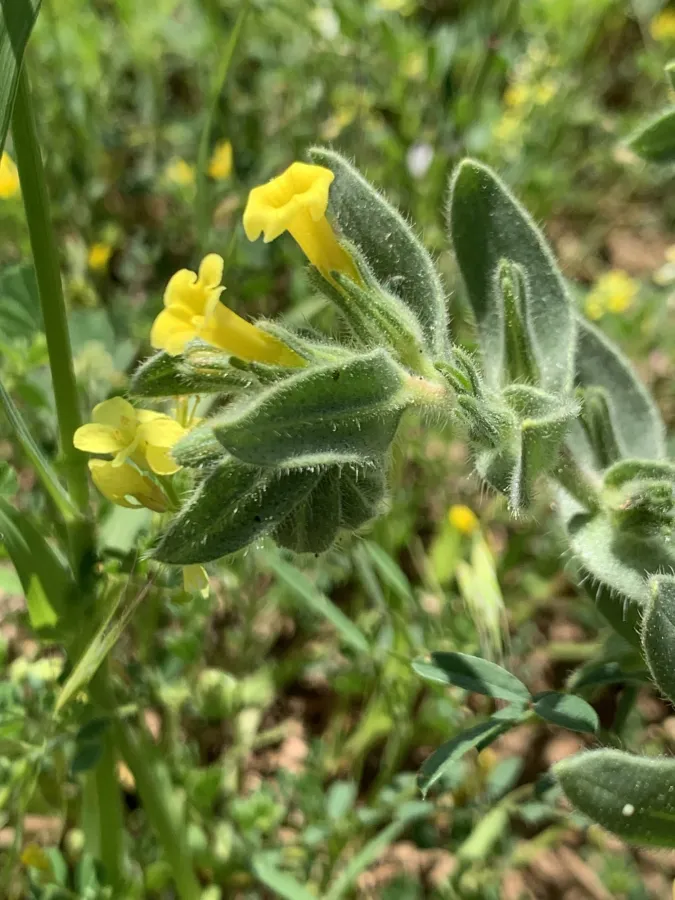Alkanna orientalis