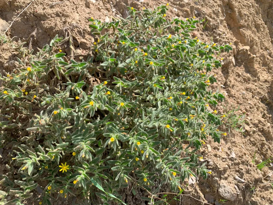 Alkanna trichophila