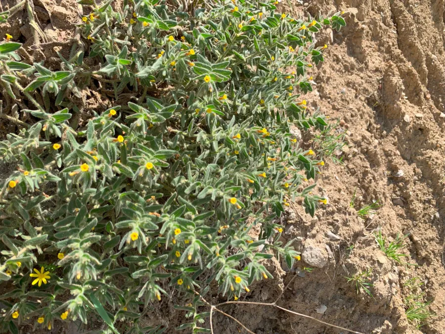 Alkanna trichophila