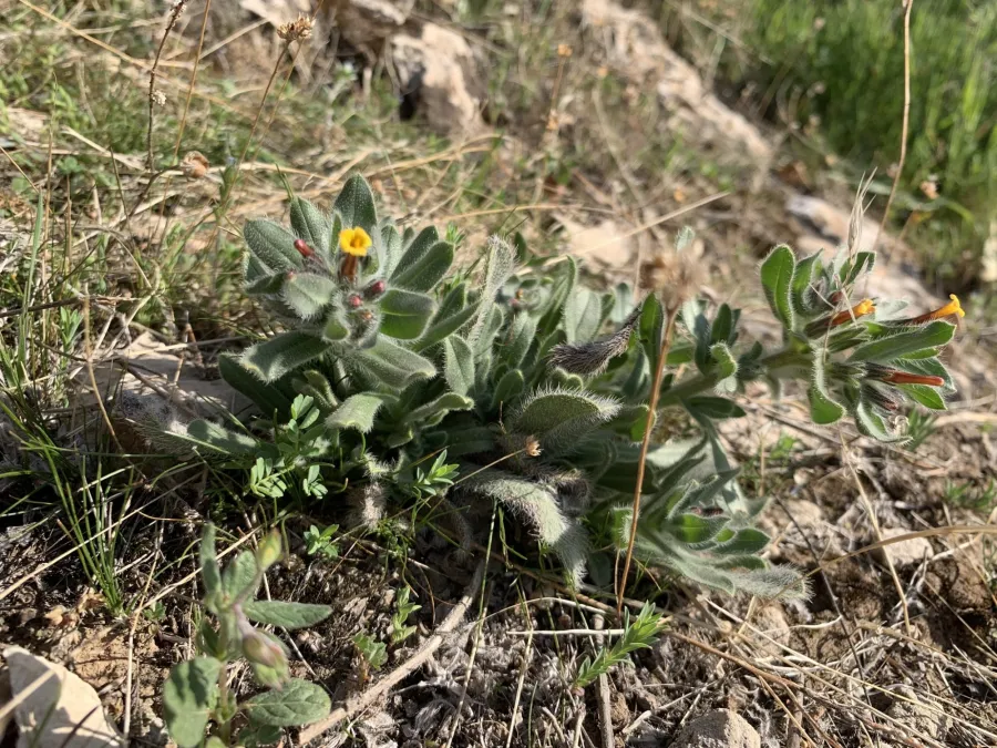 Alkanna trichophila