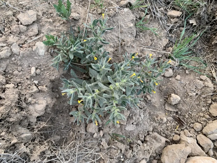 Alkanna trichophila