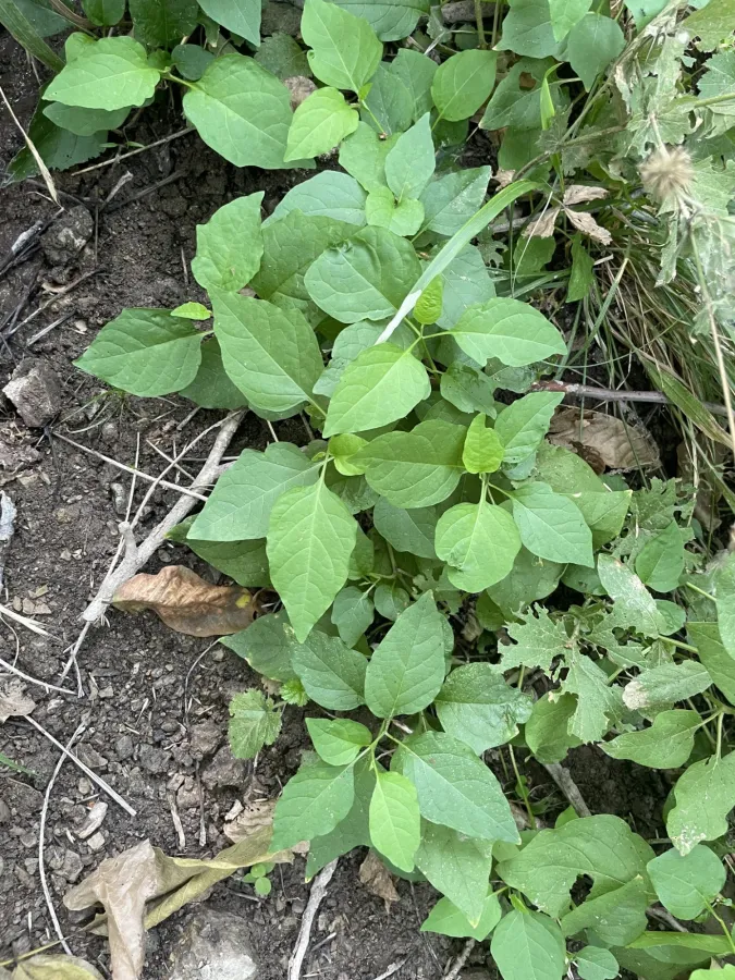 Alkekengi officinarum
