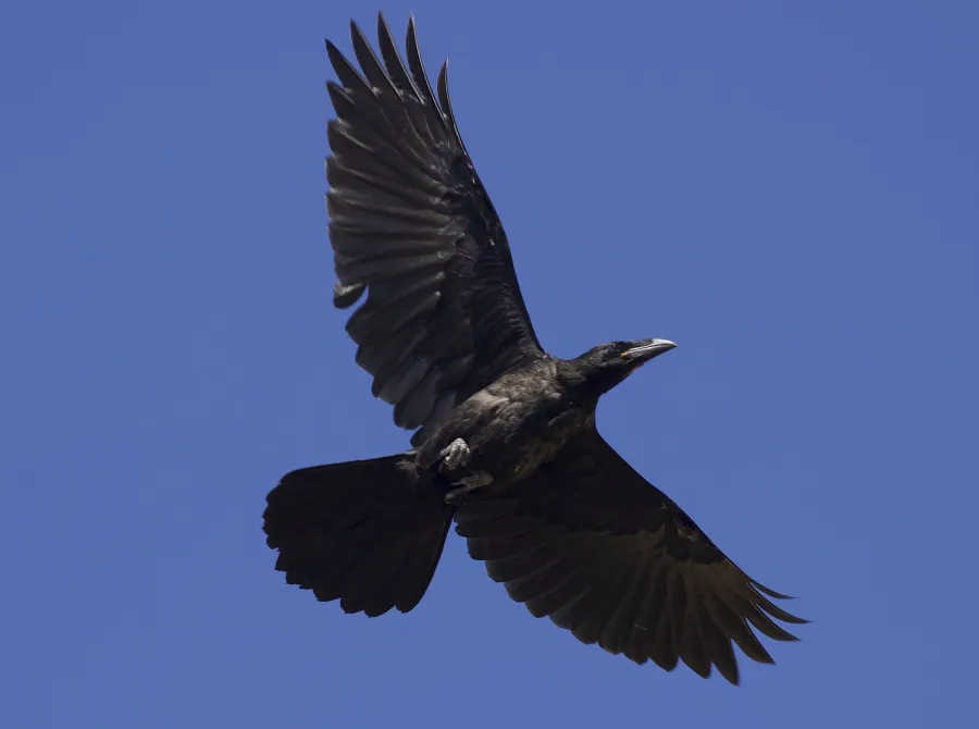 Northern Raven