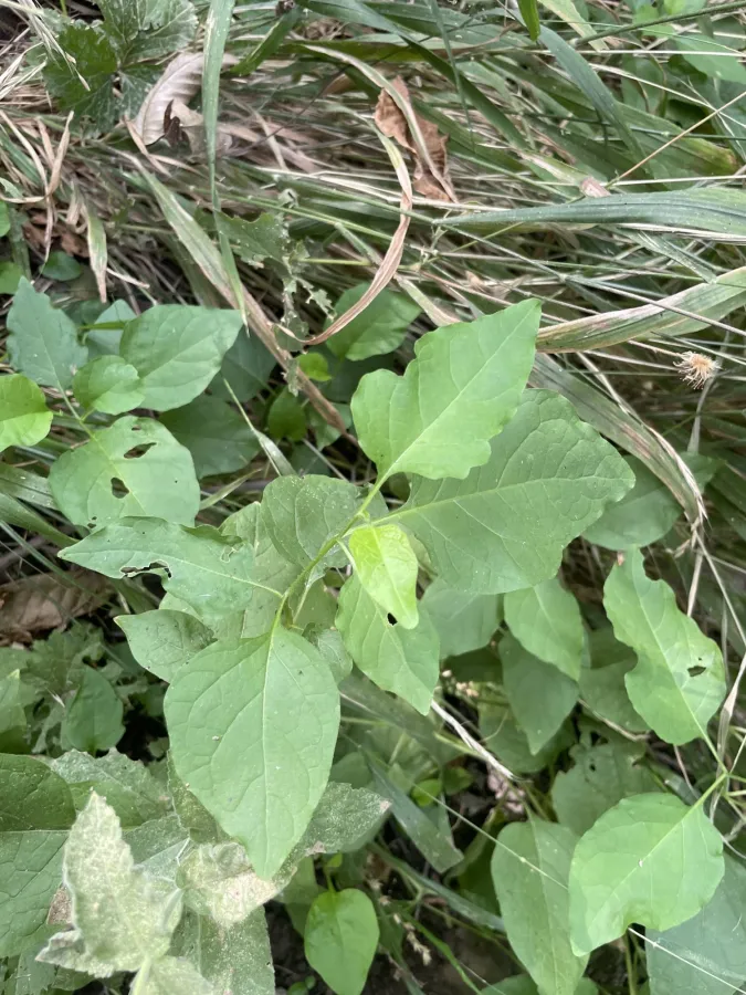 Alkekengi officinarum