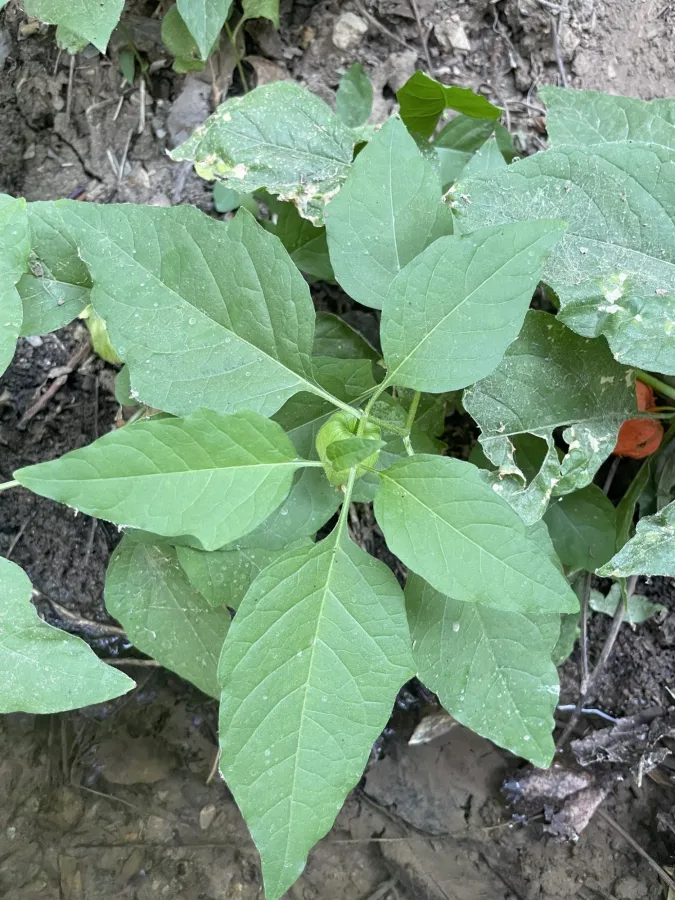 Alkekengi officinarum