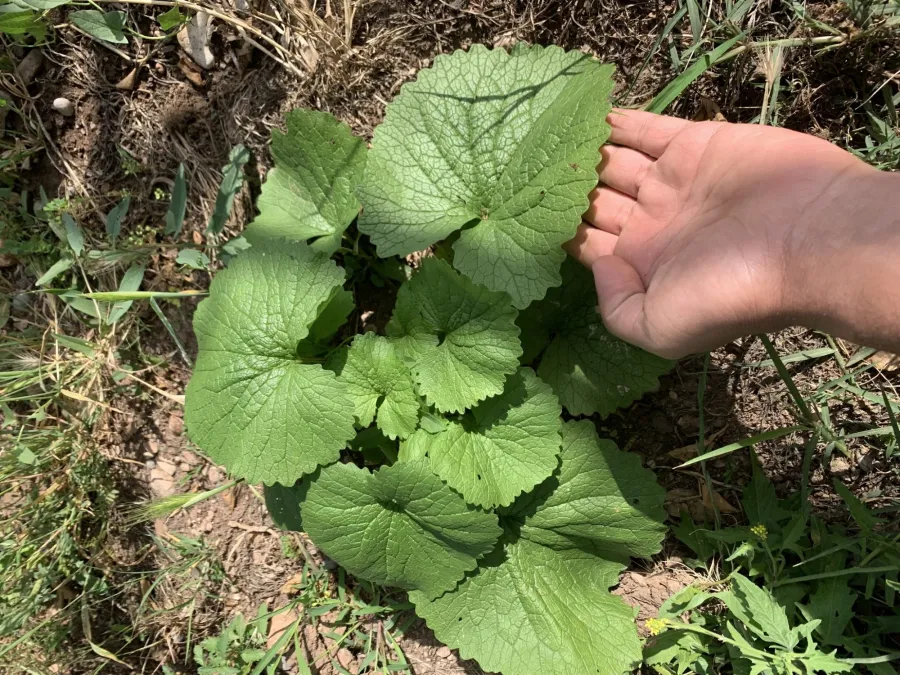 Alliaria petiolata