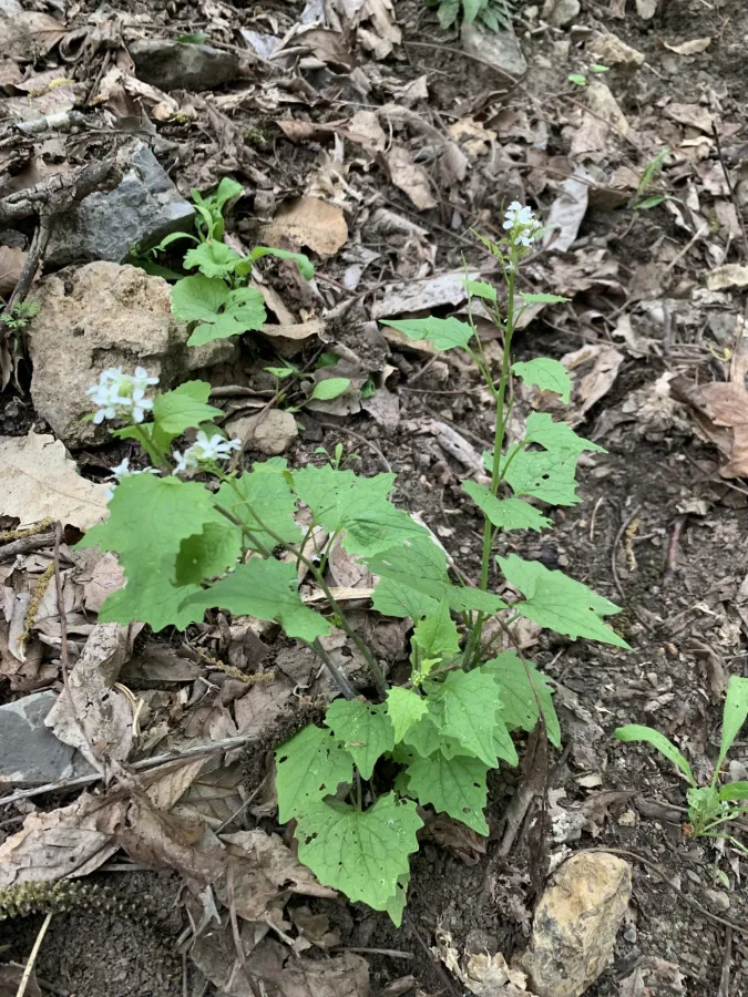 Alliaria petiolata