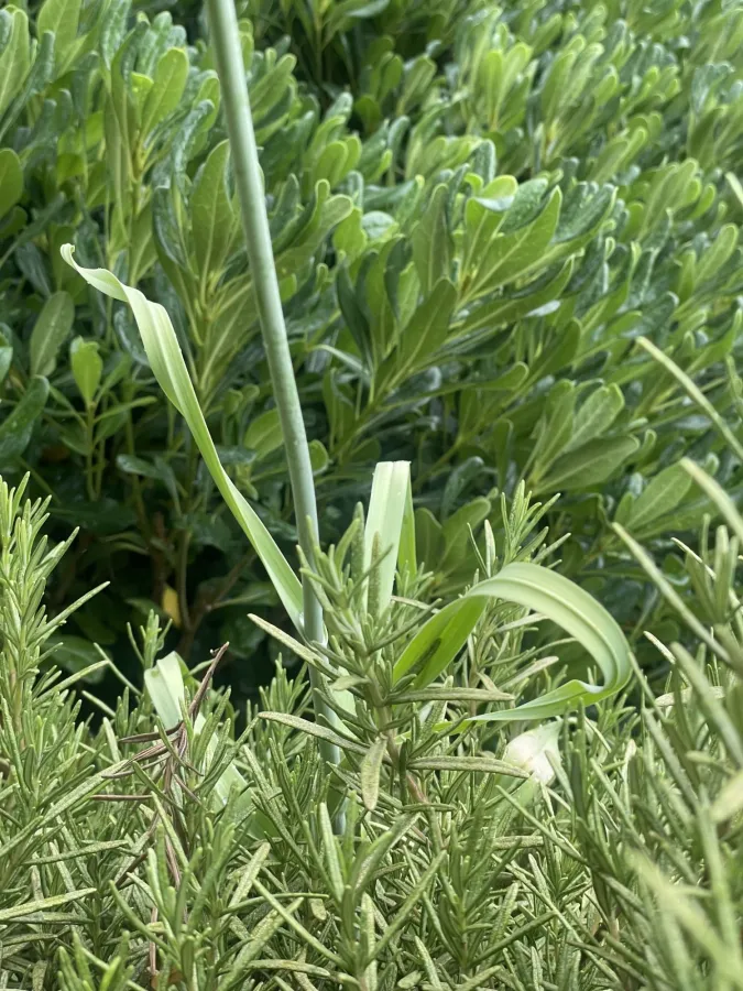 Allium ampeloprasum