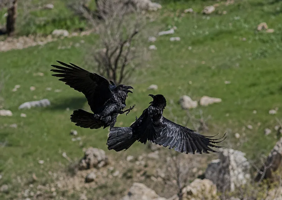 Northern Raven
