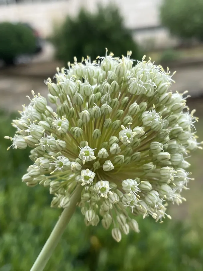 Allium ampeloprasum