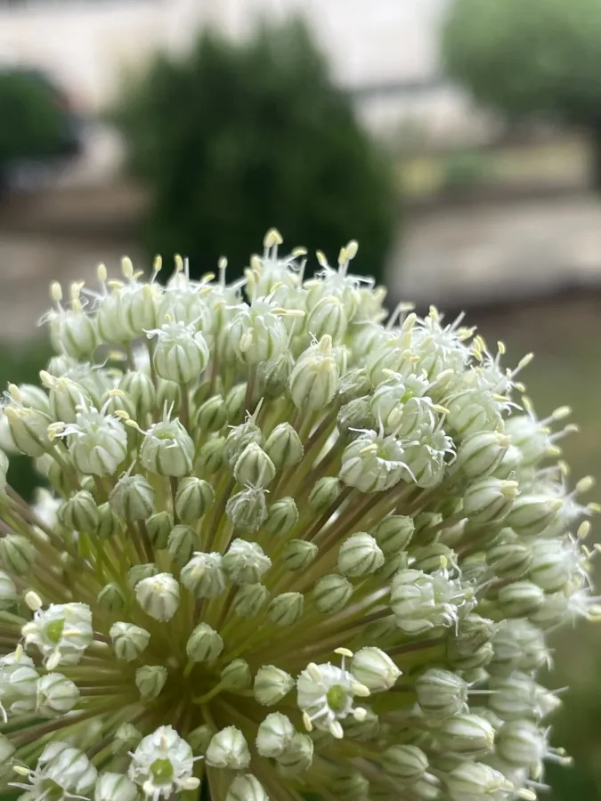 Allium ampeloprasum