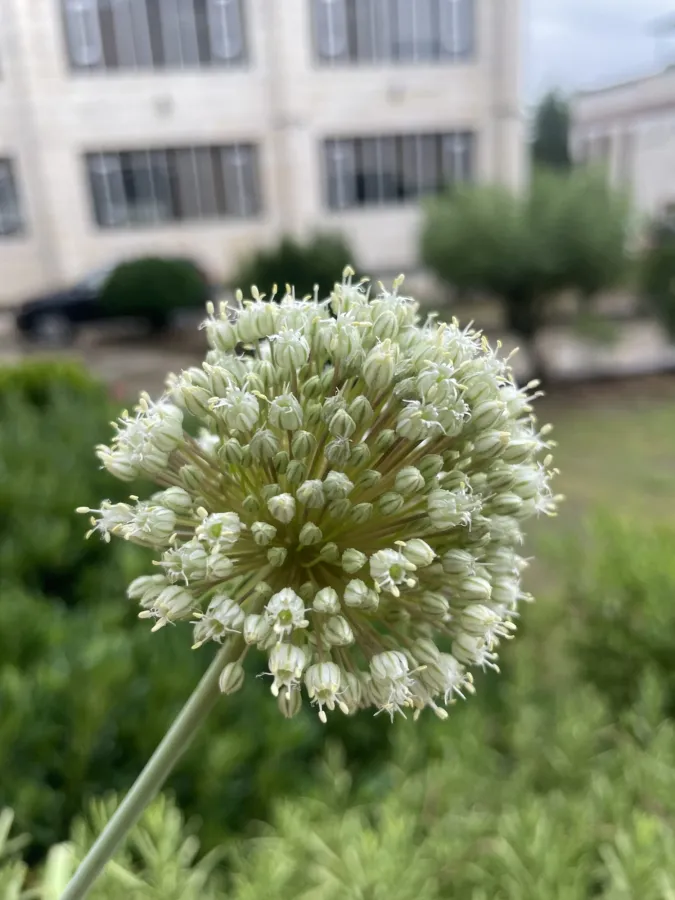 Allium ampeloprasum