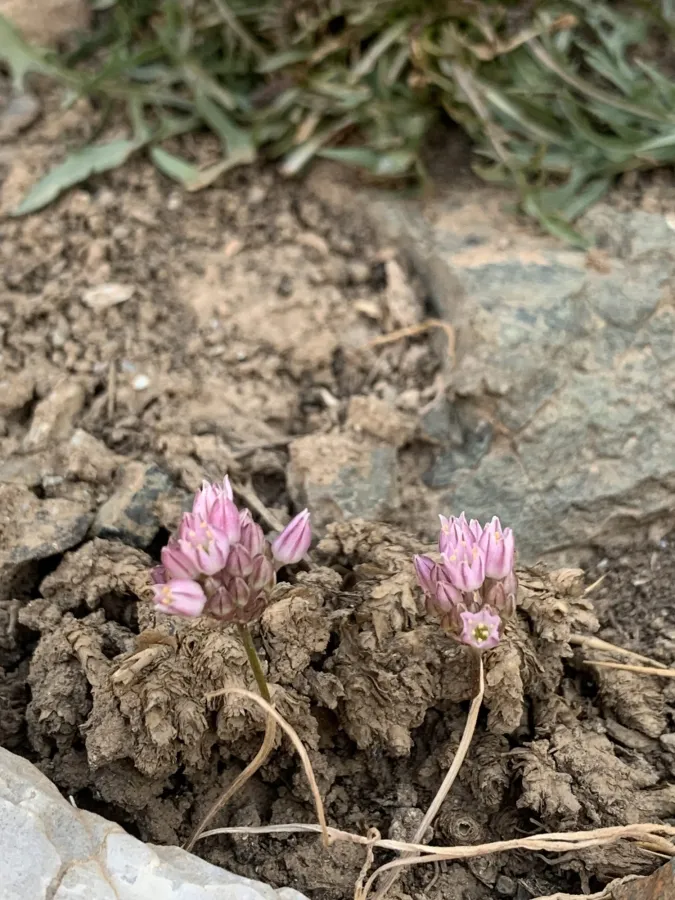Allium arlgirdense