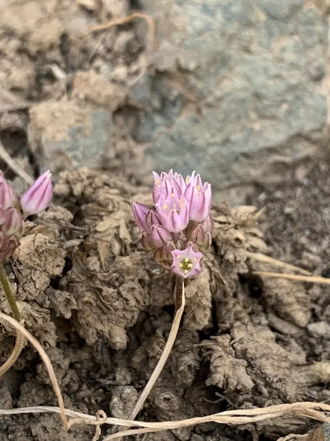 Allium arlgirdense