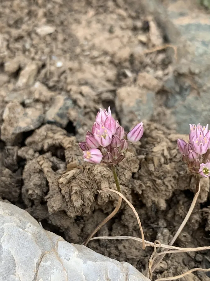 Allium arlgirdense