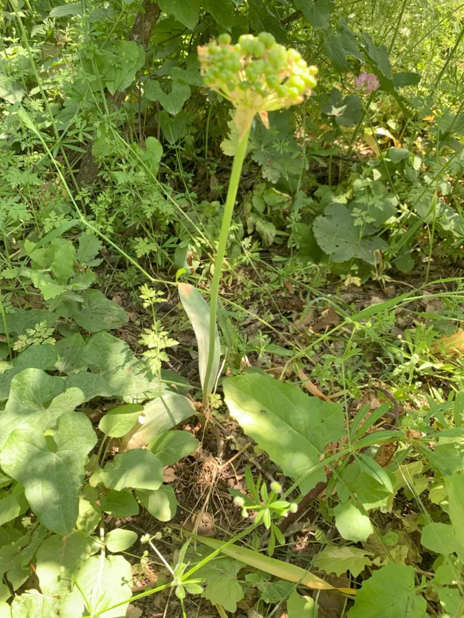 Allium calocephalum