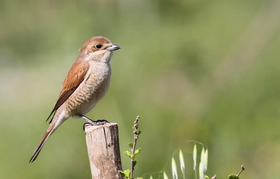 Red-backed Shrike