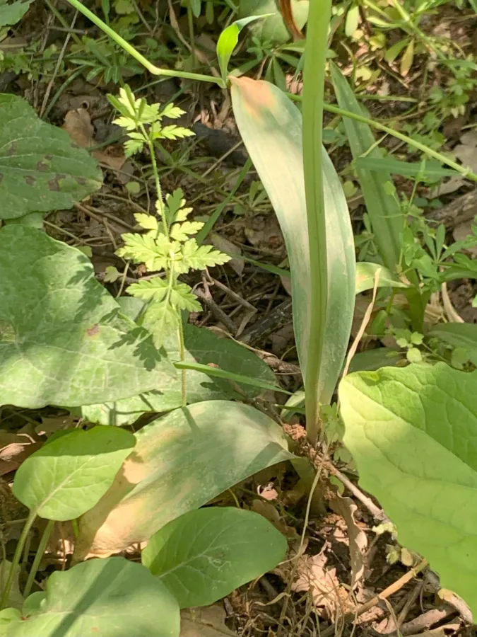 Allium calocephalum