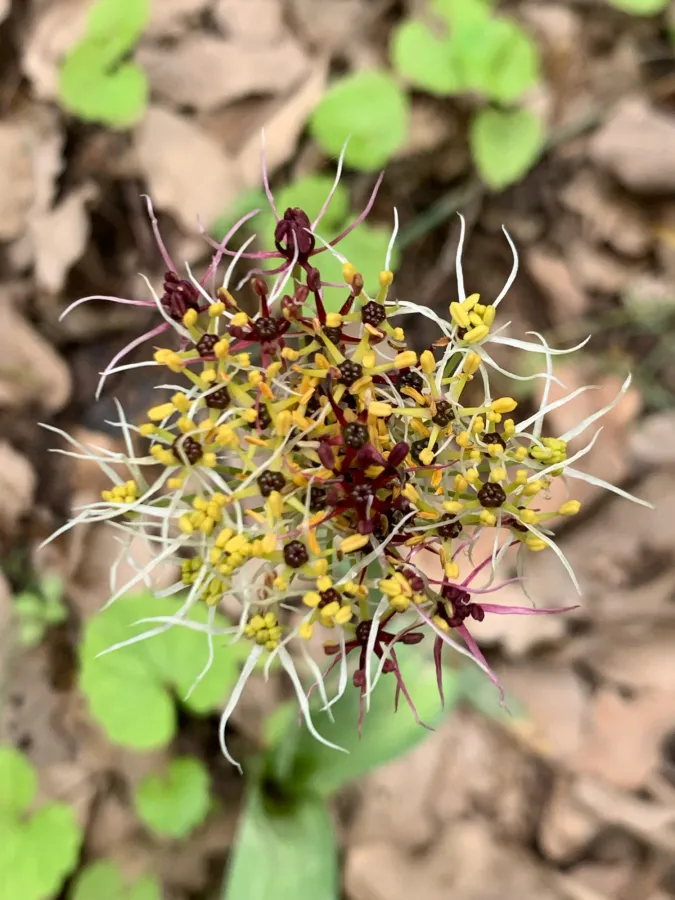 Allium calocephalum