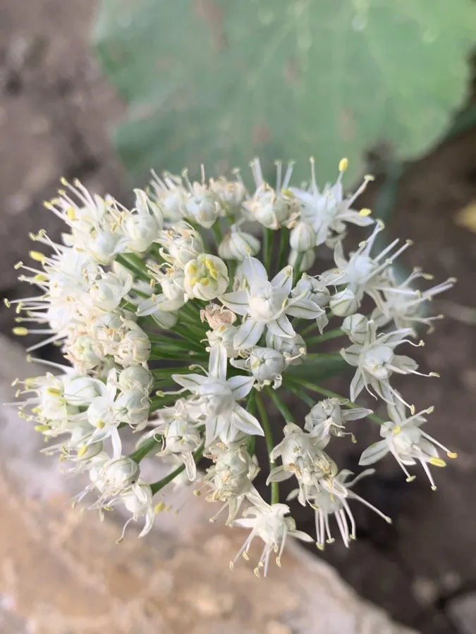 Allium cepa