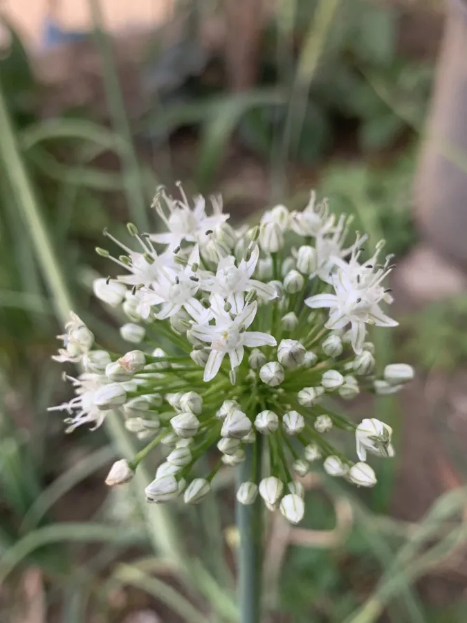 Allium cepa