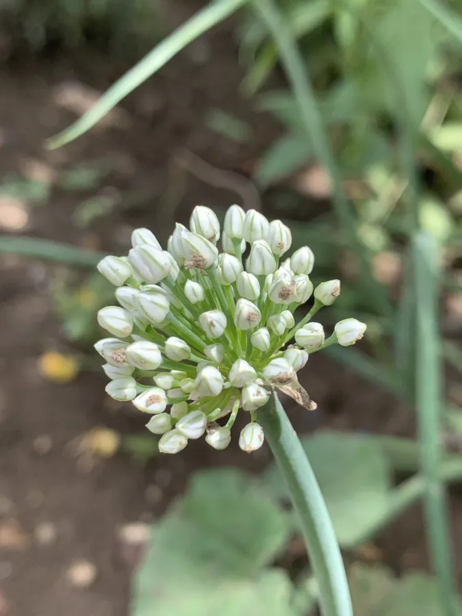 Allium cepa