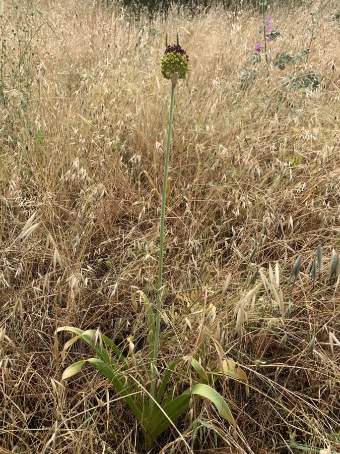 Allium chrysantherum
