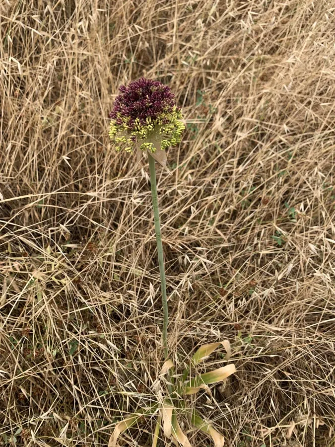 Allium chrysantherum
