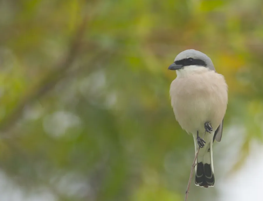 Red-backed Shrike