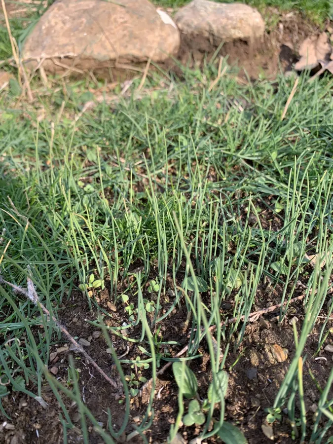 Allium convallarioides
