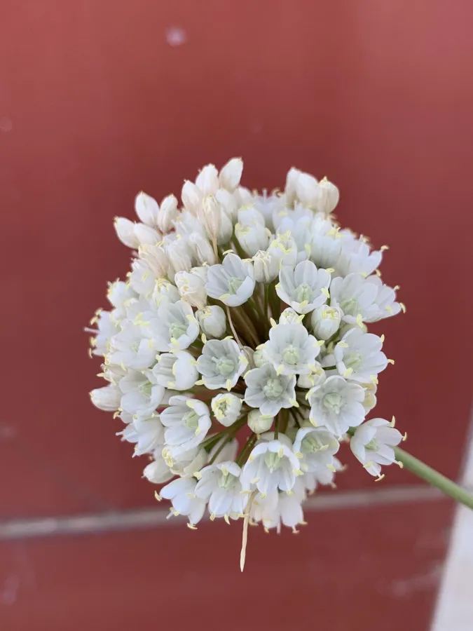 Allium convallarioides