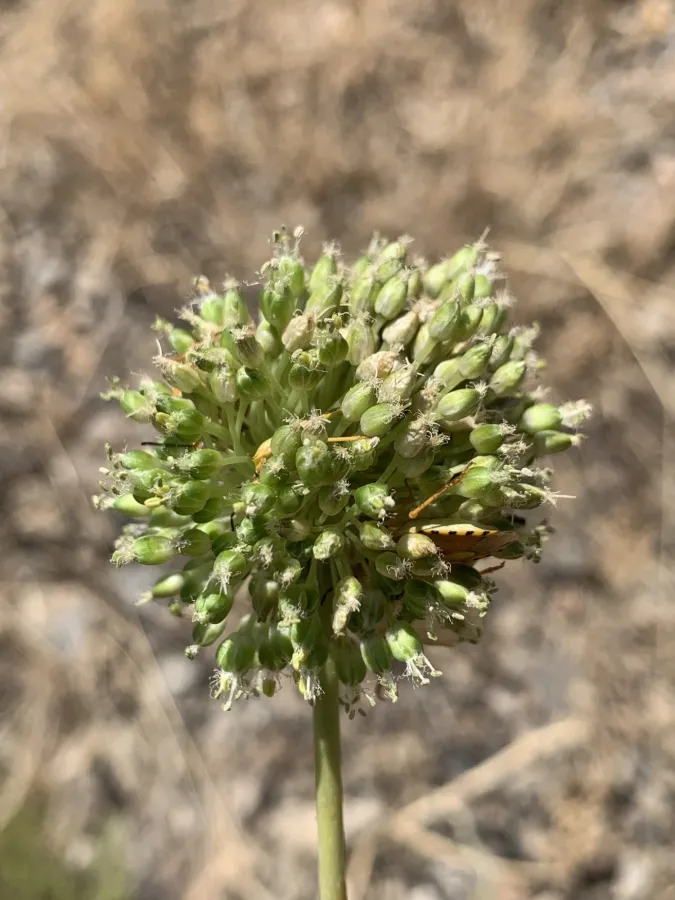 Allium dictyoprasum