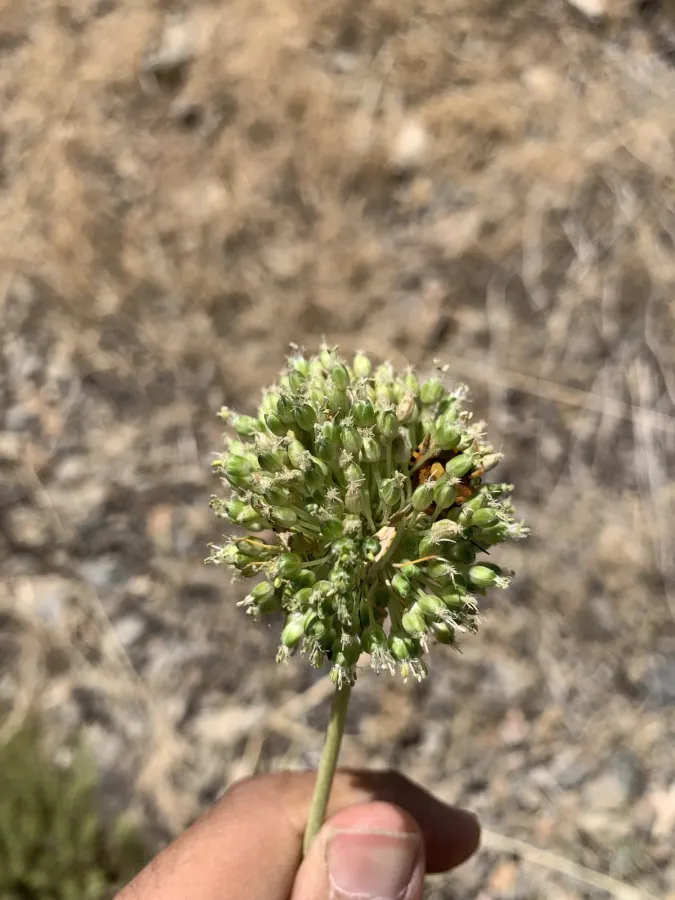 Allium dictyoprasum