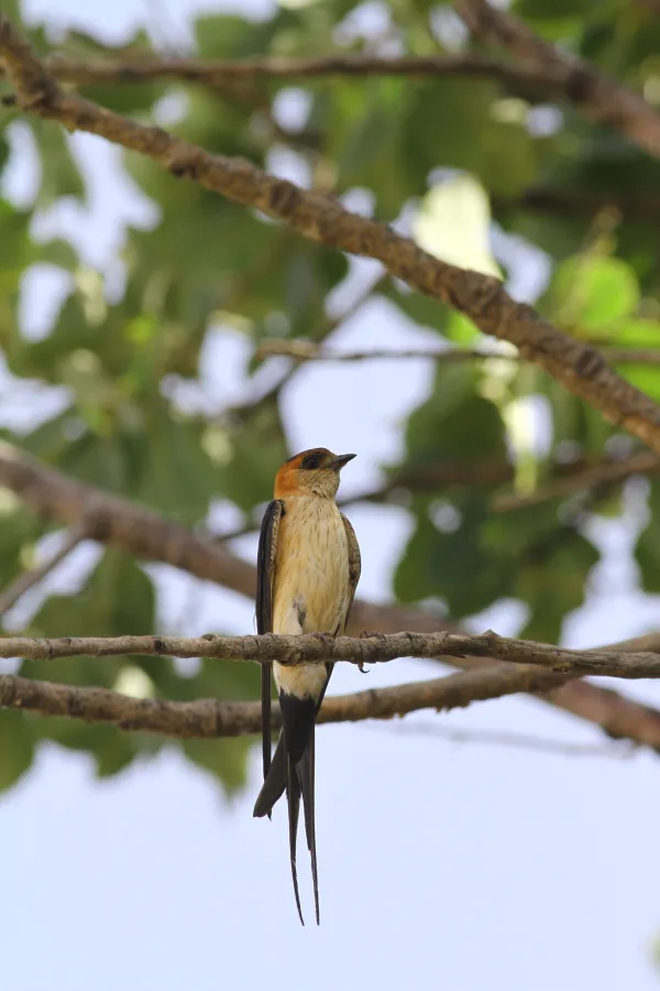 Red-rumped Swallow